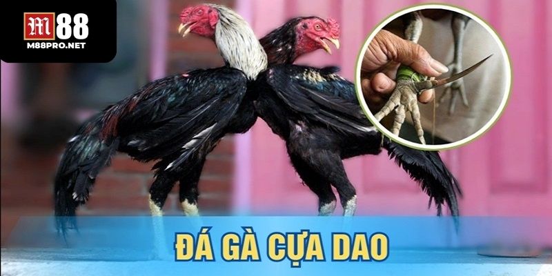 Giới thiệu về sảnh đá gà cựa dao tại sv88