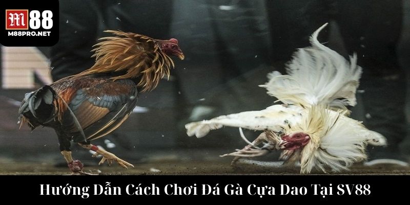 Hướng dẫn cách chơi đá gà cựa dao cho người mới tại sv88