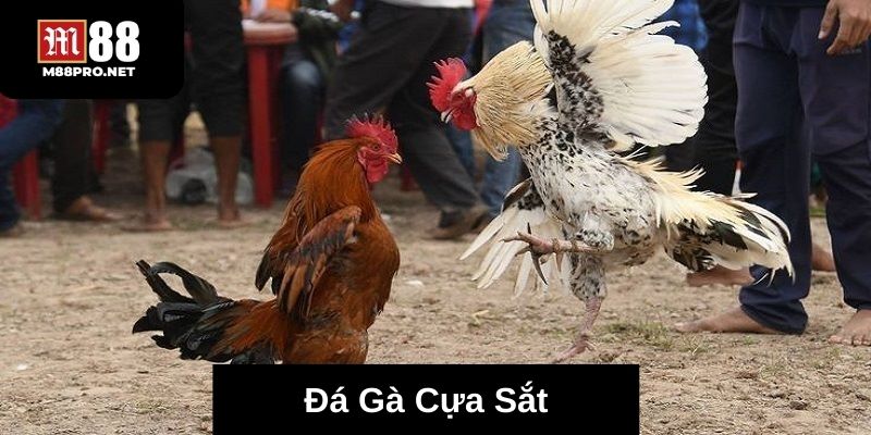 Giới thiệu về sảnh đá gà cựa sắt tại nhà cái m88