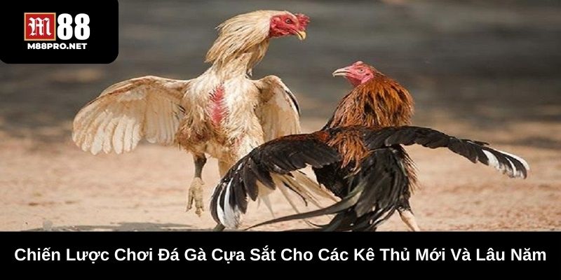Kinh nghiệm chơi đá gà cựa sắt điều quan trọng mà người chơi phải nắm rõ