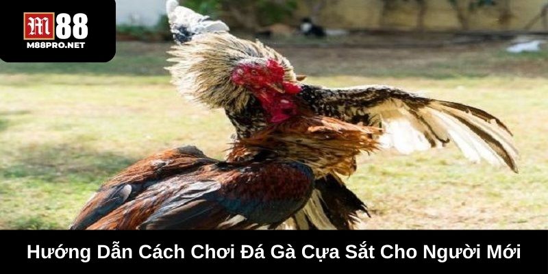 Hướng dẫn cách chơi mọi hình thức đá gà cựa sắt tại nhà cái