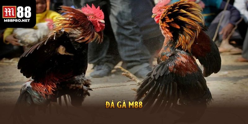 Mẹo và hướng dẫn cách chơi đá gà dễ chơi, dễ trúng thưởng tại m88