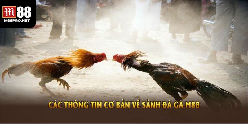 Giới thiệu về sảnh đá gà m88
