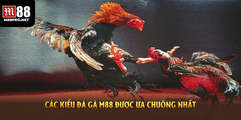Các thể loại đá gà được đông đảo người chơi tại m88