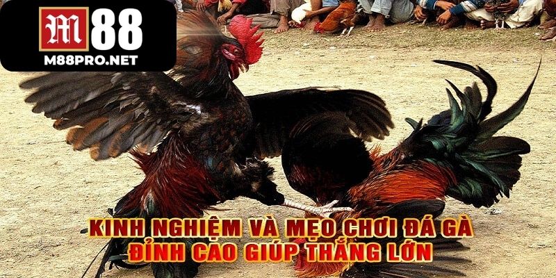 Kinh nghiệm là yêu tố quan trọng để bắt đầu cá cược một cái gì đó tại m88