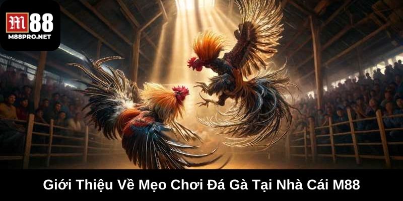 Giới thiệu cho anh em về mẹo chơi đá gà tại m88
